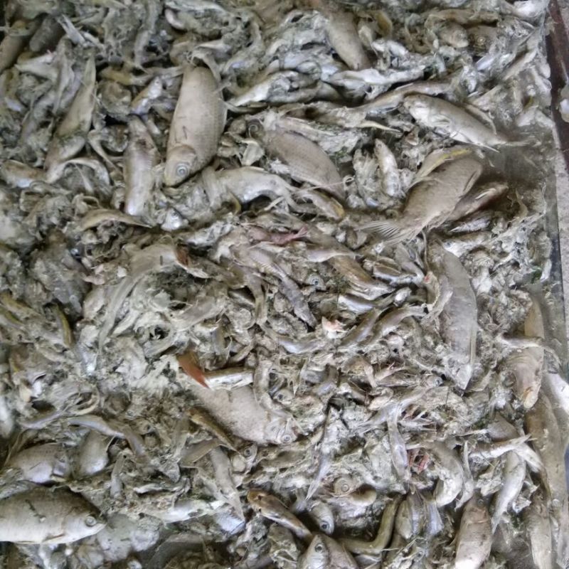 饲料鱼