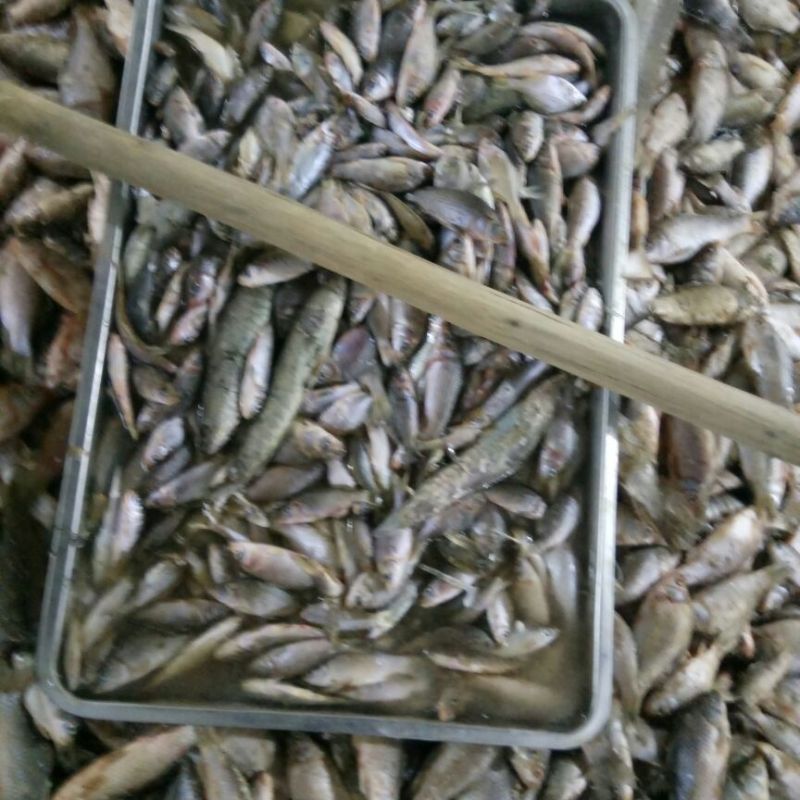 饲料鱼