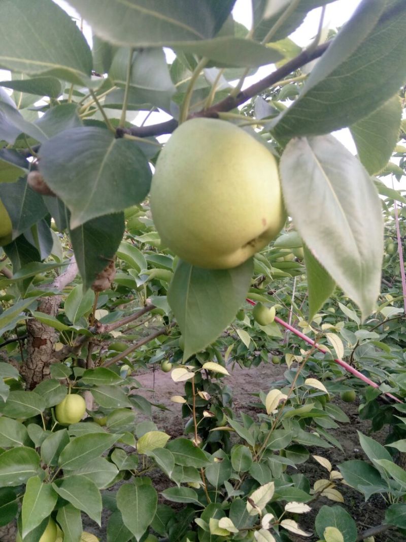 早酥梨阳信河流镇