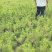 营养杯油松