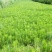 营养杯油松
