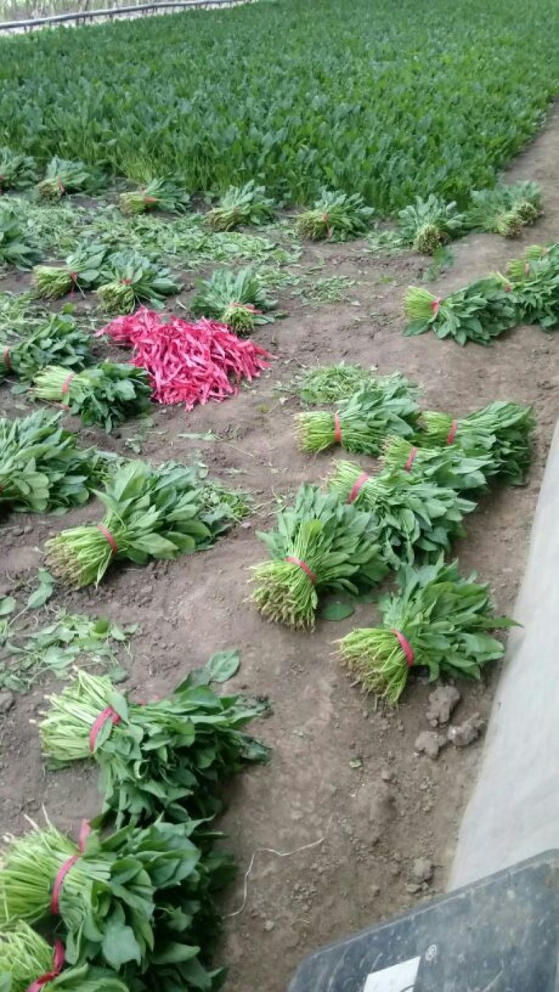 菠菜