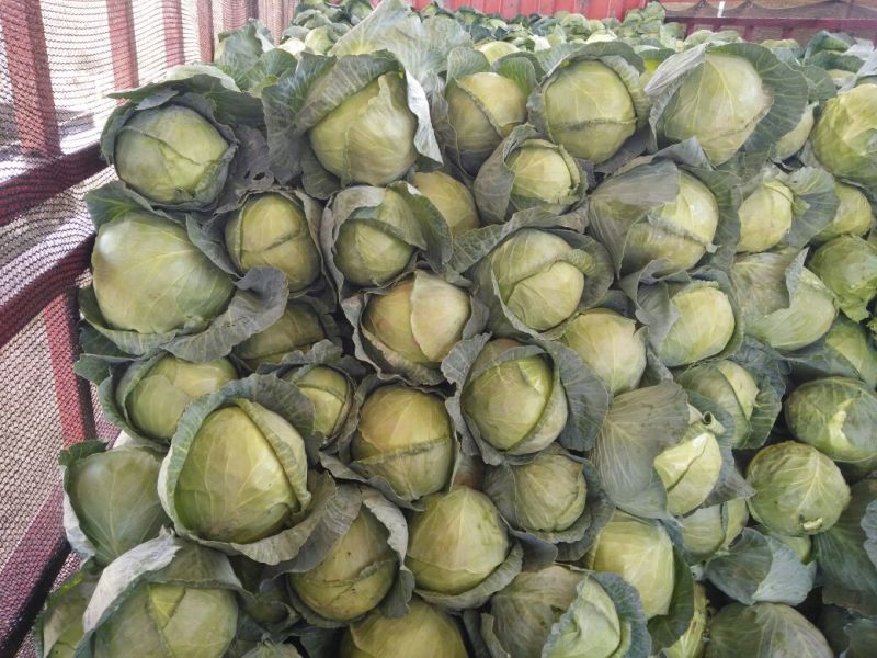 甘肃靖远圆包菜2~3公斤通货