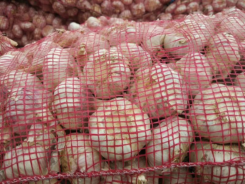 红皮大蒜，电商供应，金乡大蒜天天有货。全国各地都可发货。
