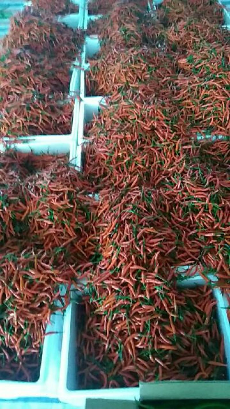 小米椒，10至15公分