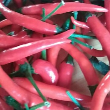 小米椒，10至15公分