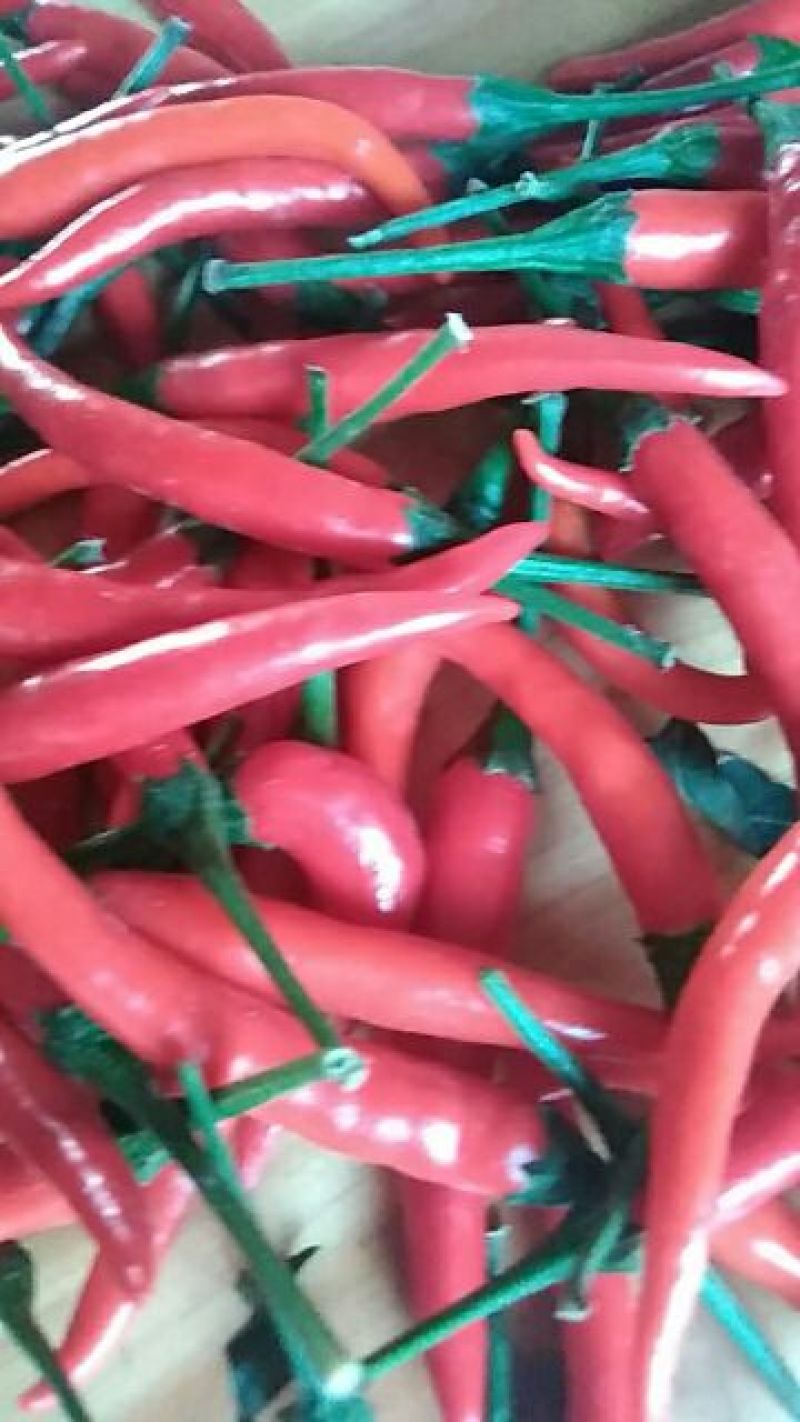 小米椒，10至15公分
