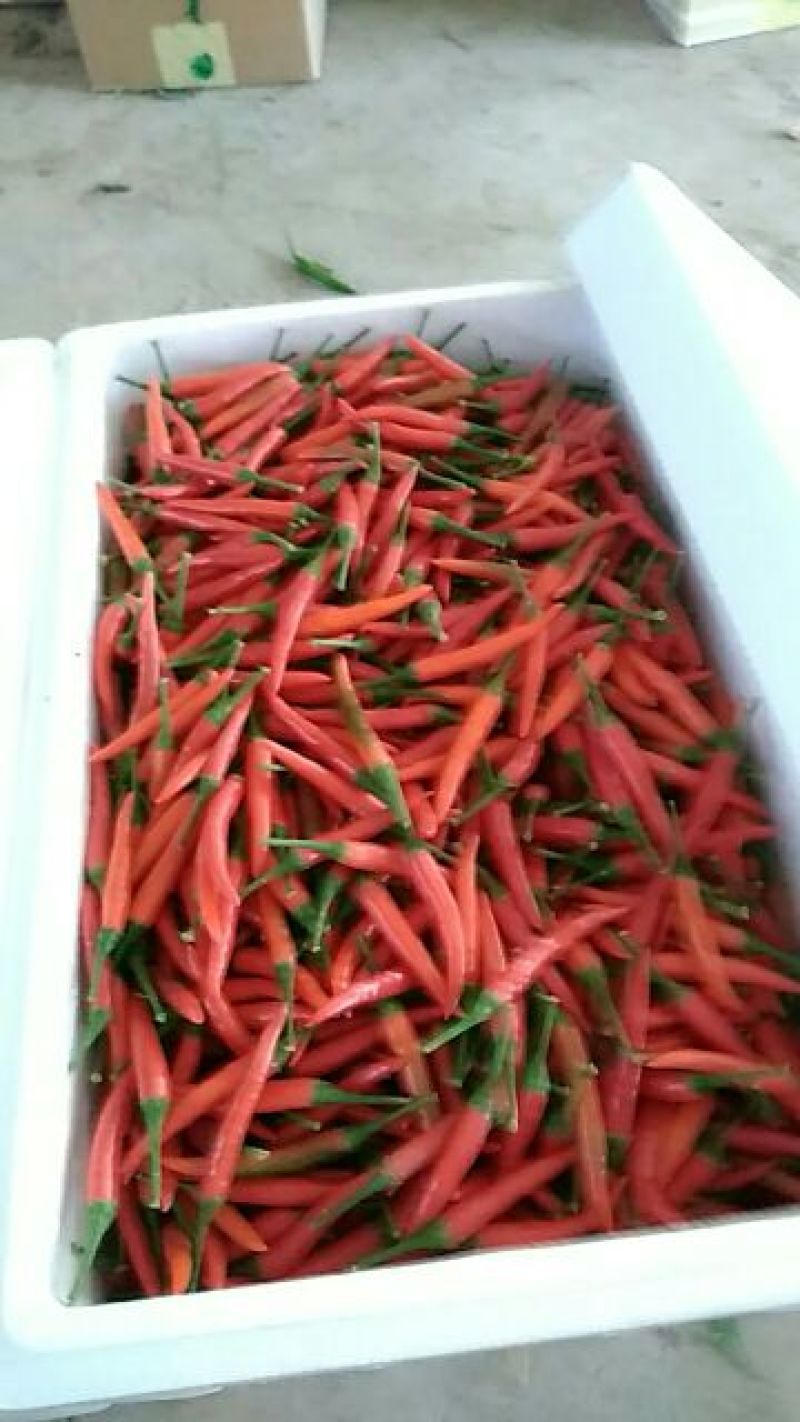 小米椒，10至15公分