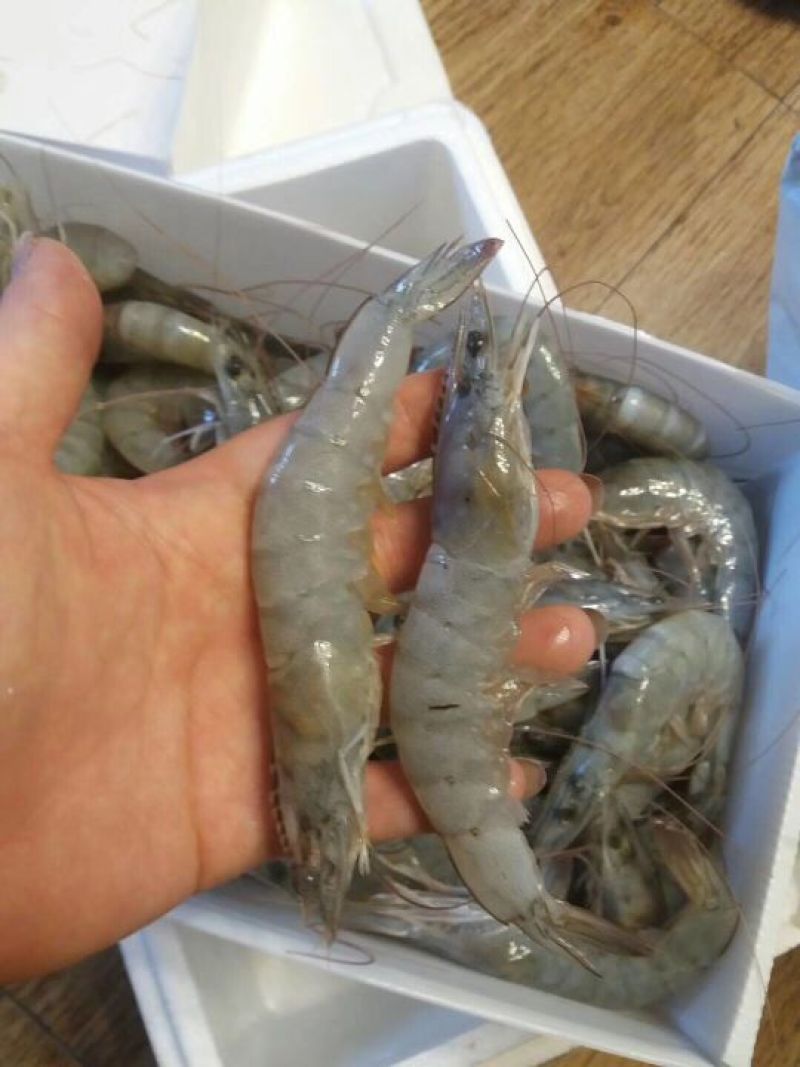 青岛大虾，厄瓜多尔白虾