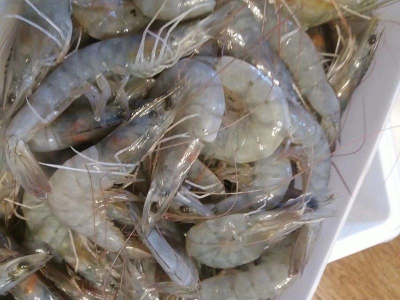 青岛大虾，厄瓜多尔白虾