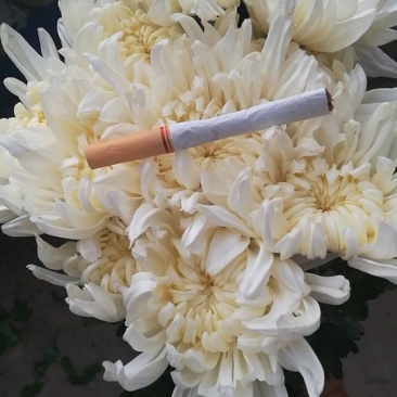 白菊花品种全