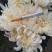 白菊花品种全