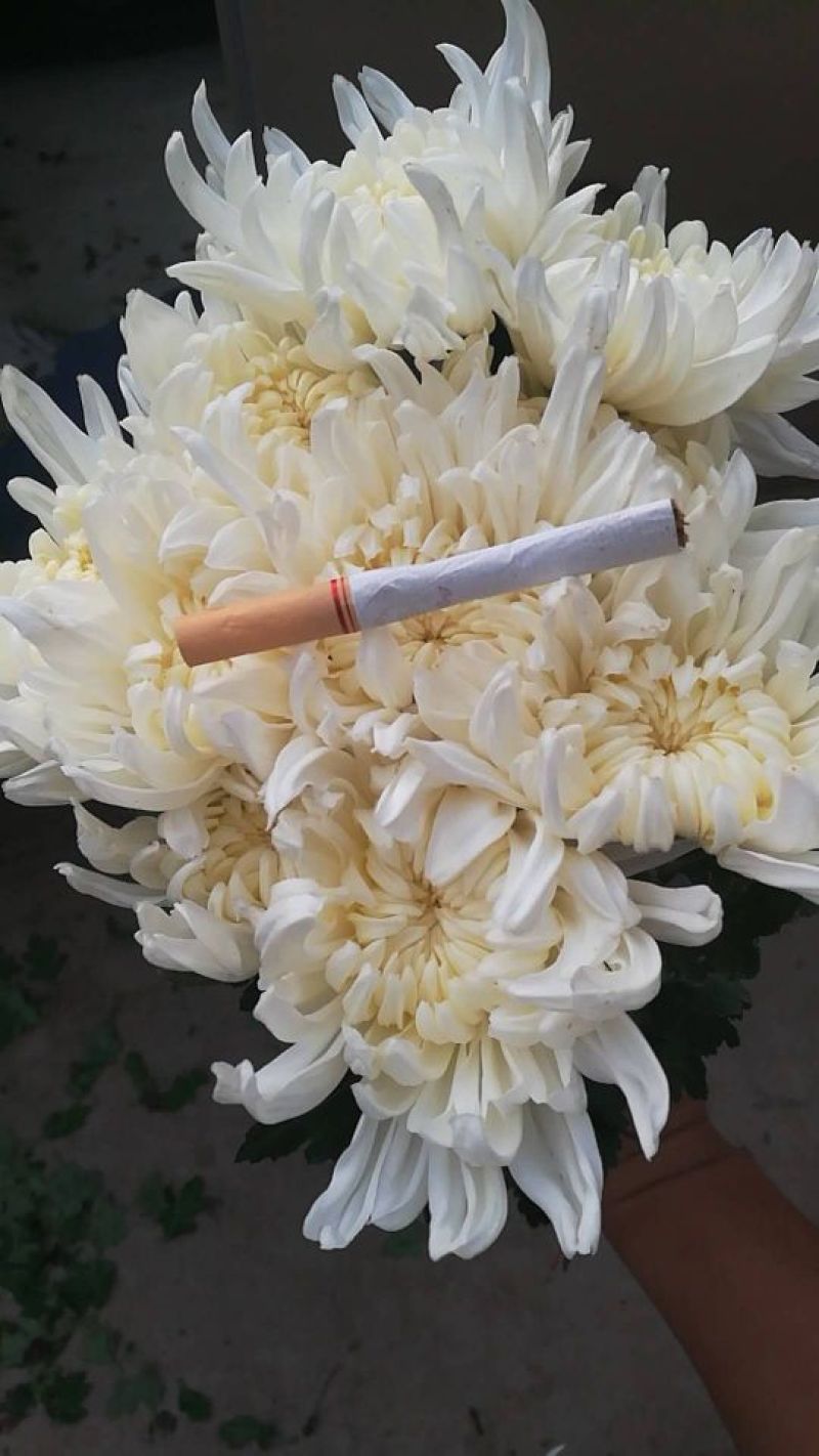 白菊花品种全