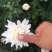 白菊花品种全