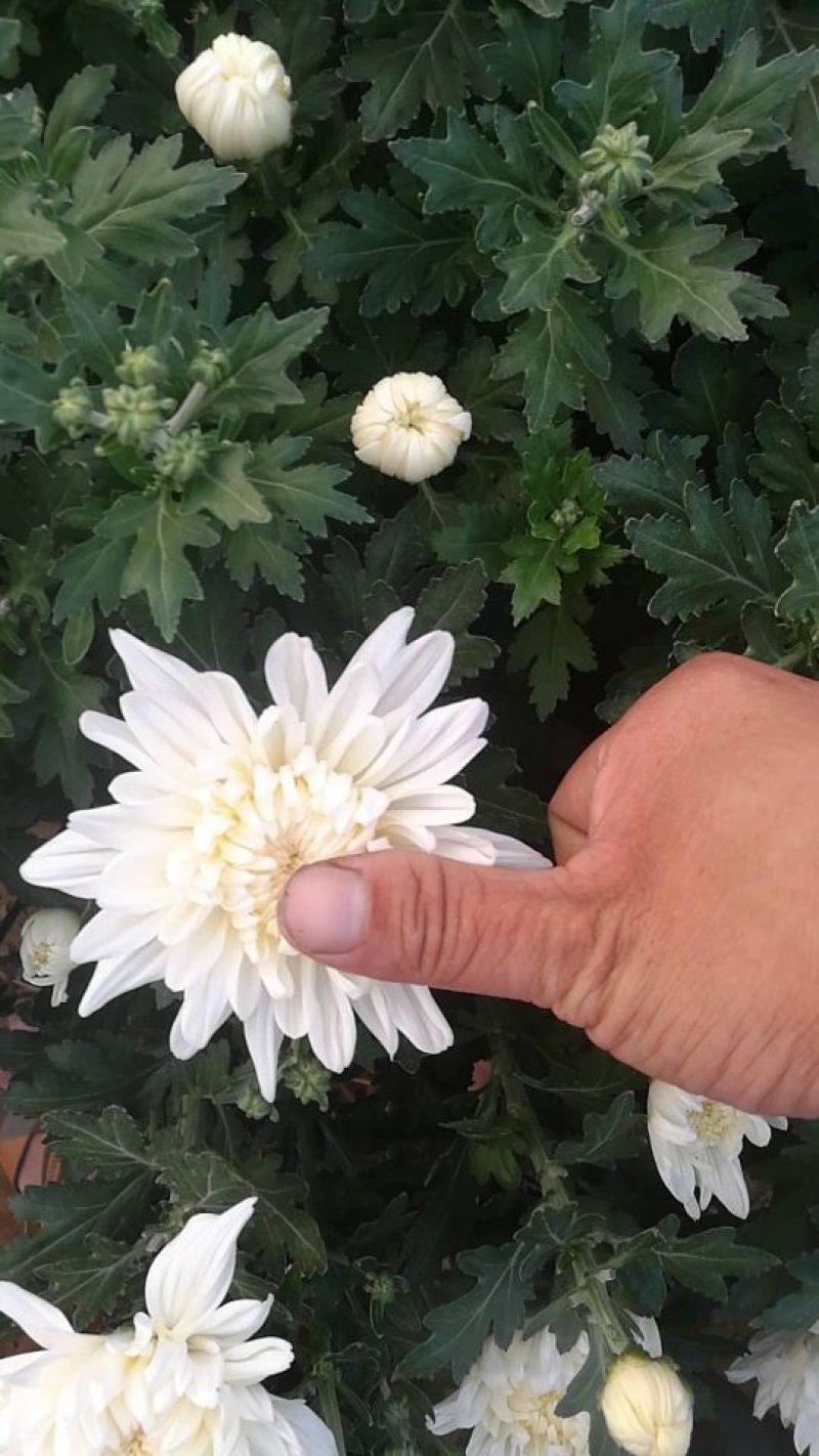 白菊花品种全