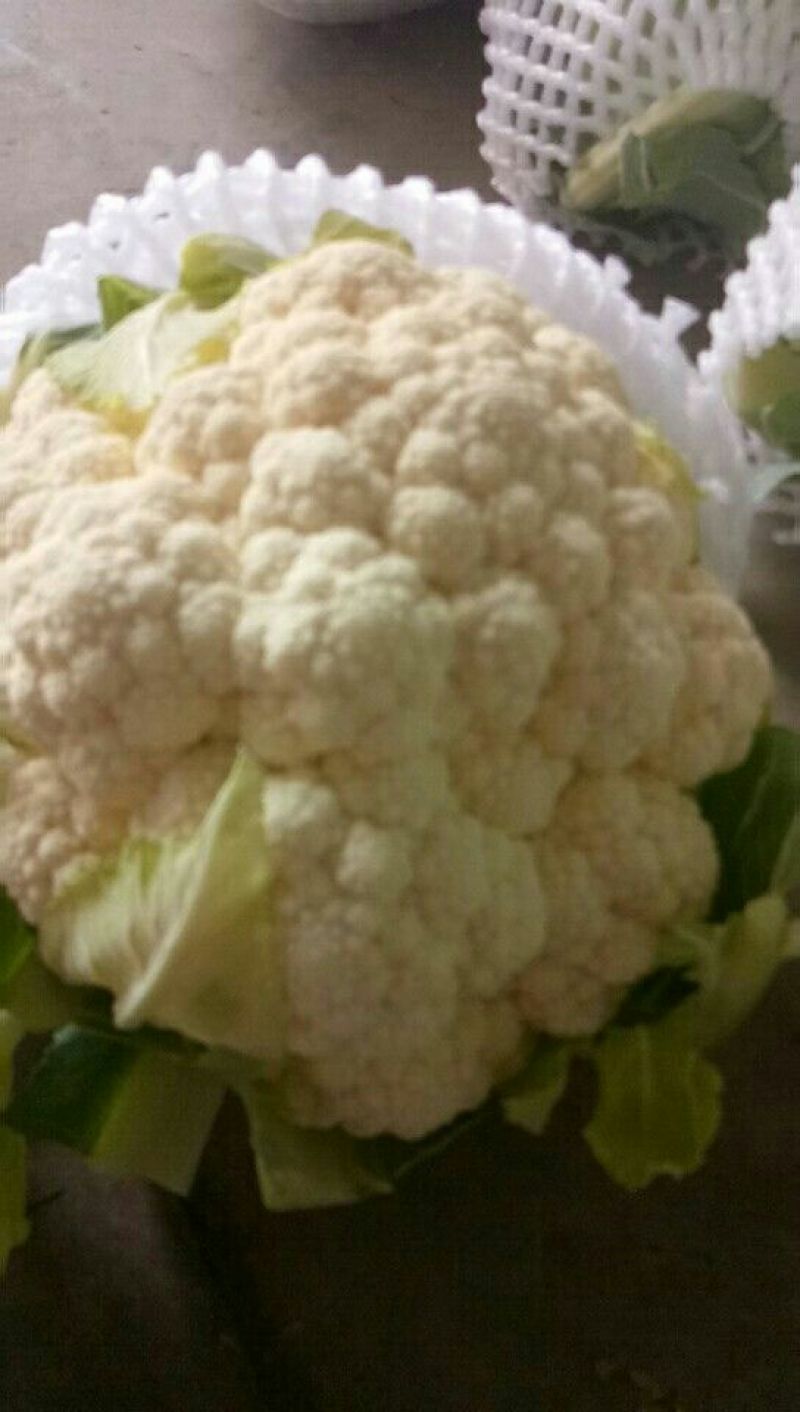精品菜花