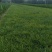 麦冬草，丹麦草