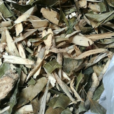 七叶莲，切片加工