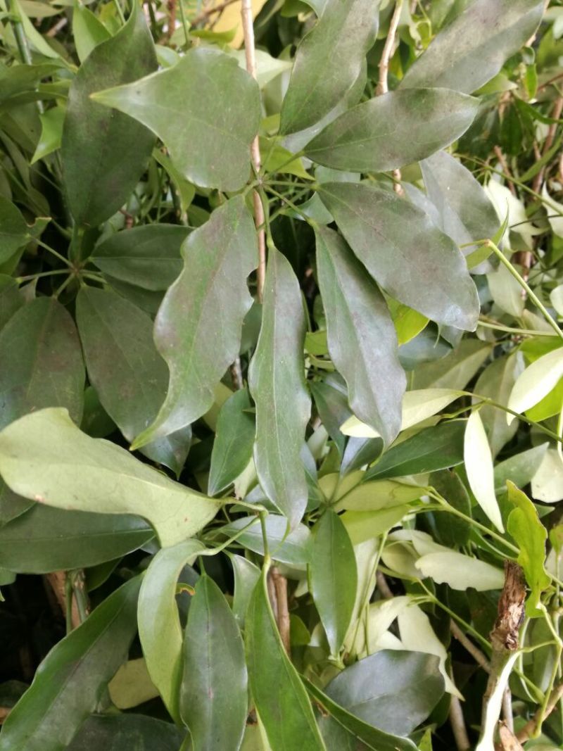 七叶莲，切片加工