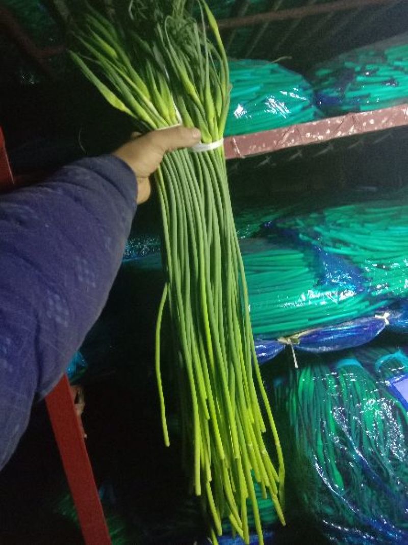 永年白帽蒜苔，条细长，
