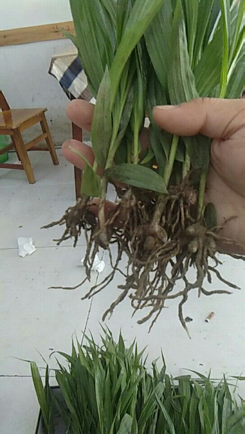 白及苗