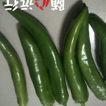 尖椒10一15公分青