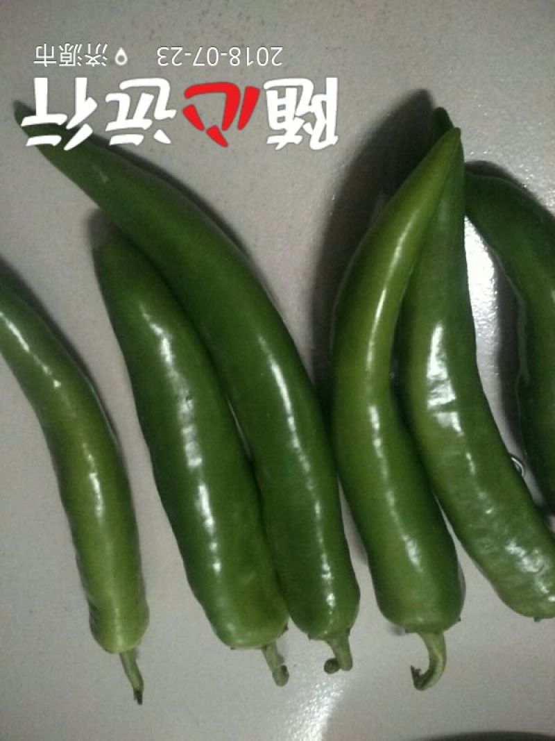 尖椒10一15公分青