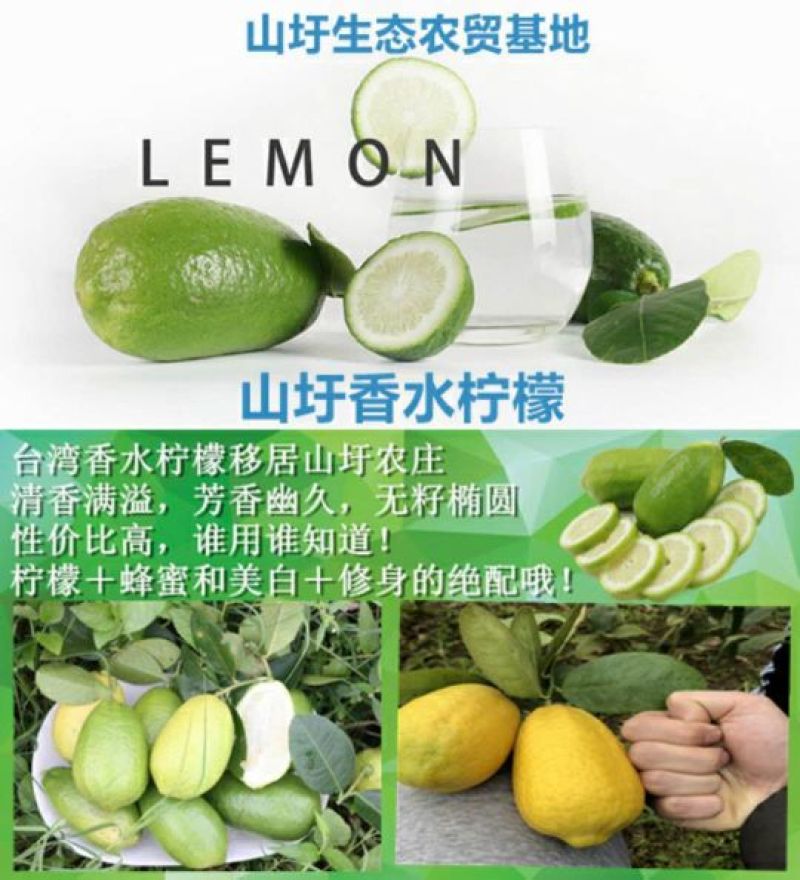 台湾无籽香水柠檬