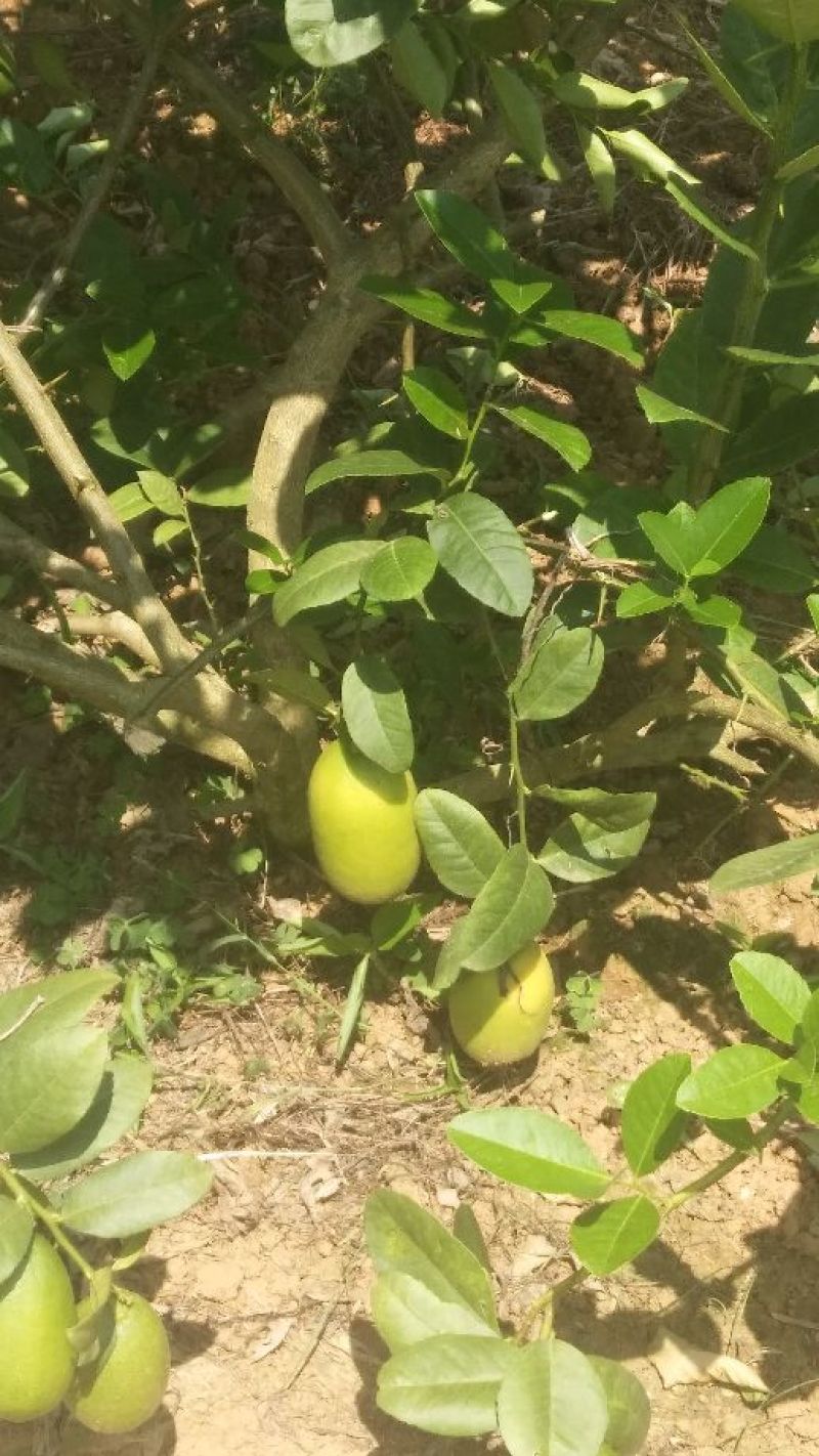 台湾无籽香水柠檬