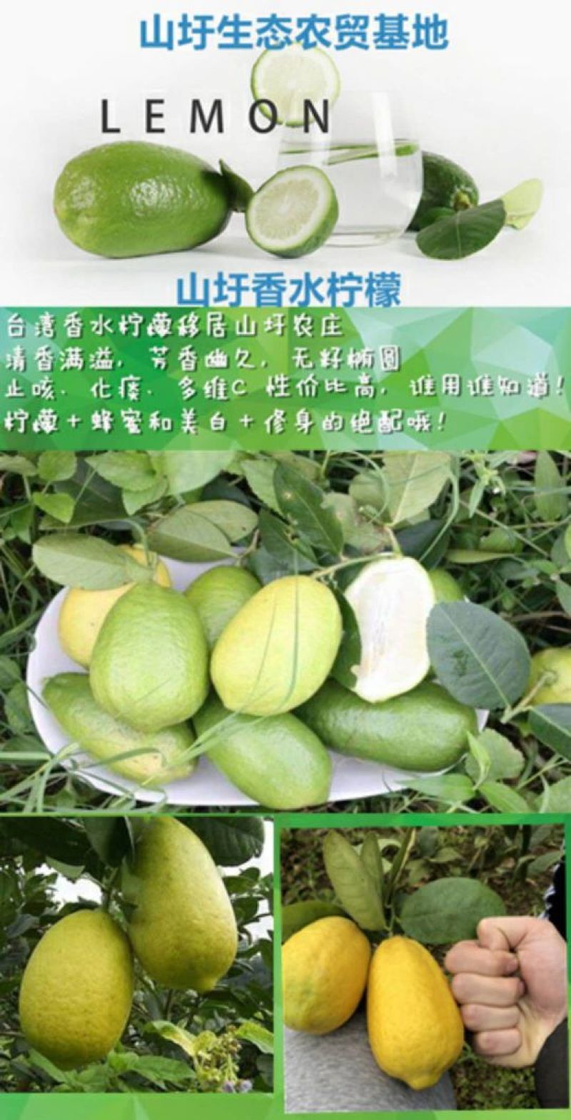 台湾无籽香水柠檬