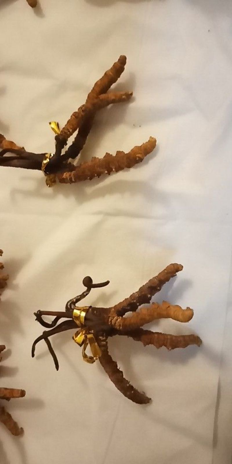 冬虫夏草