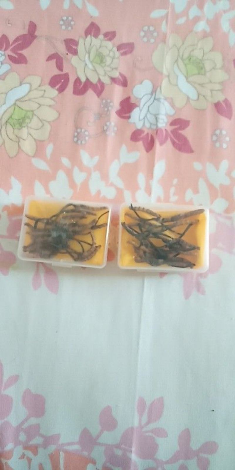 冬虫夏草