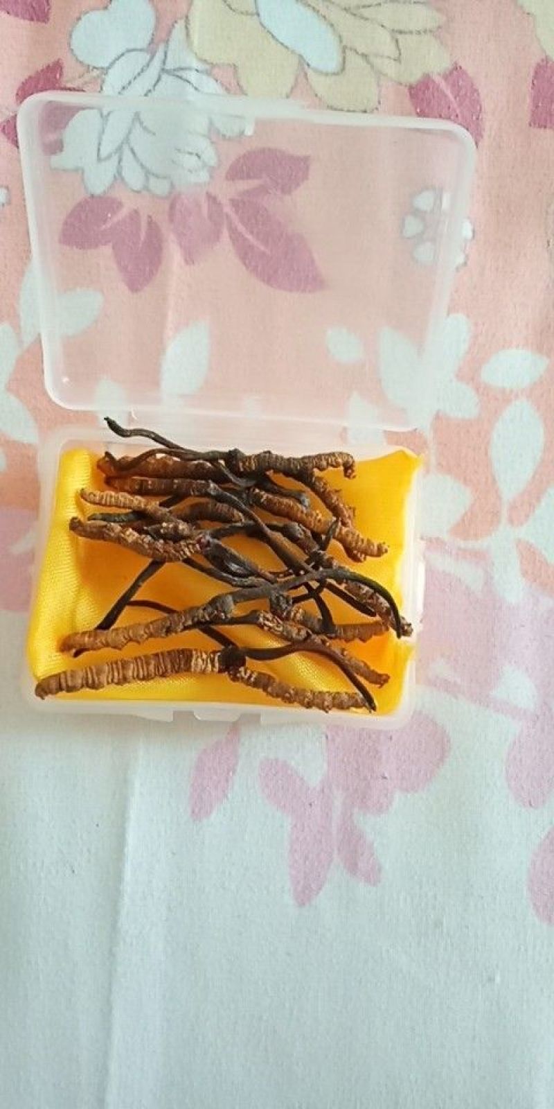 冬虫夏草