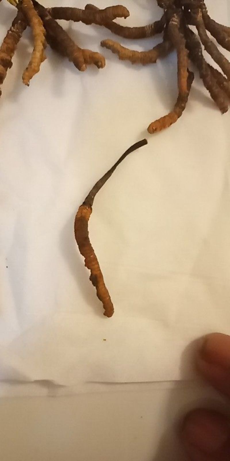 冬虫夏草