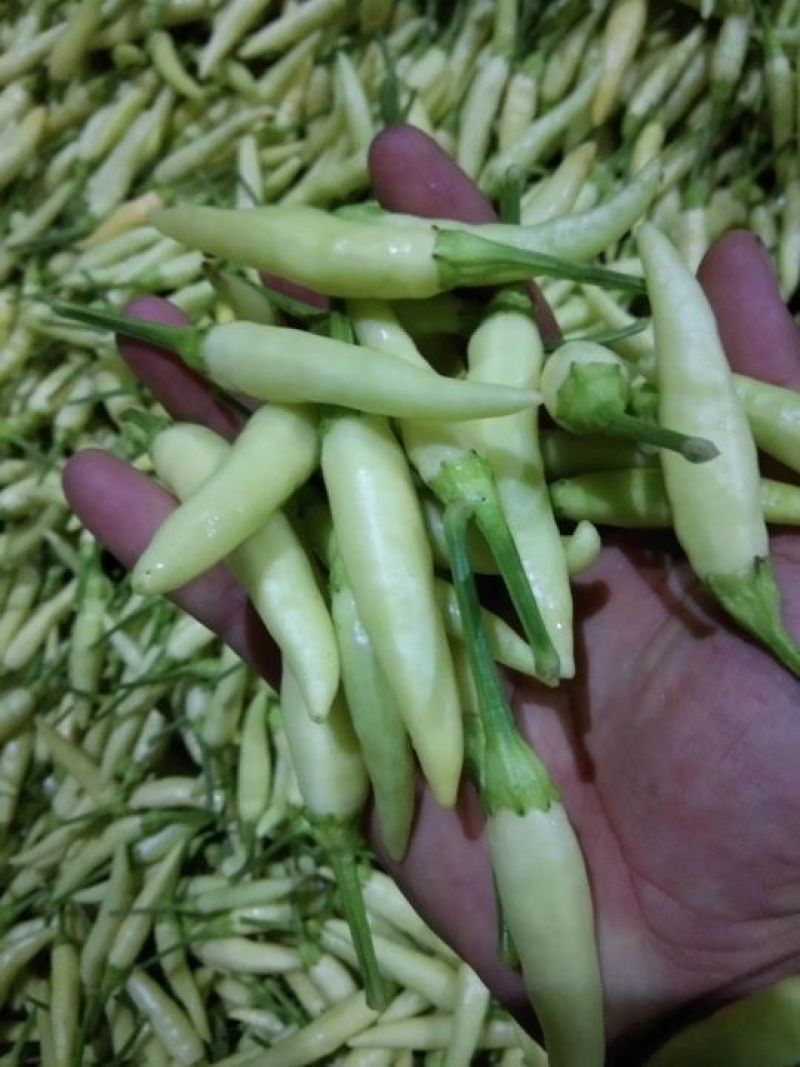 大量供应艳红，线椒等优质