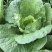 黄心白菜3~5斤毛菜