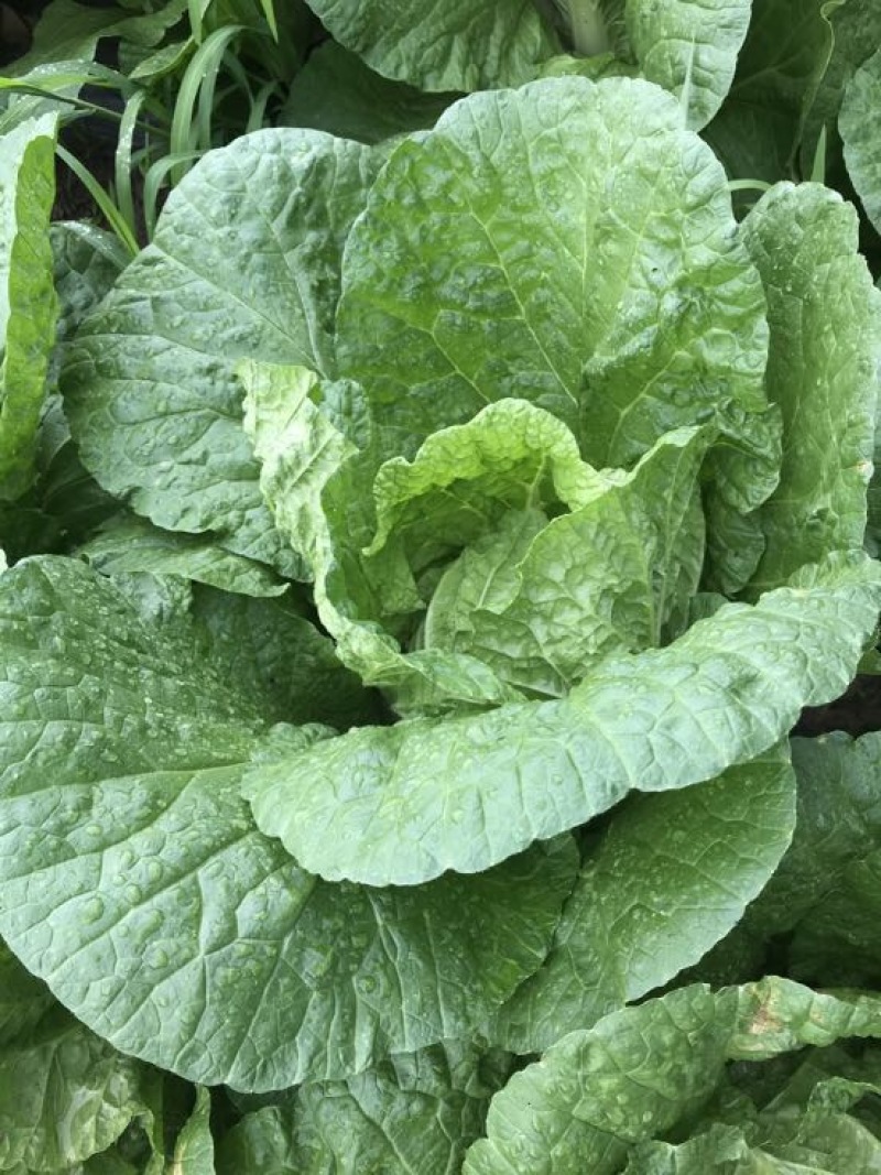 黄心白菜3~5斤毛菜