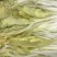 黄心白菜3~5斤毛菜