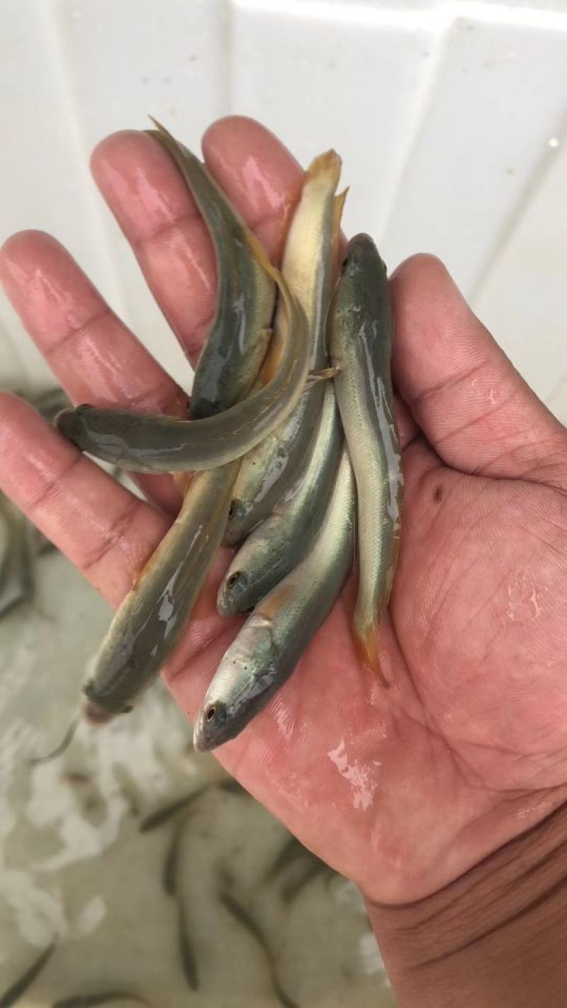 【白乌鱼苗】白乌鱼苗已驯化全吃饲料货量充足