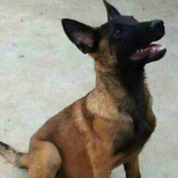 马犬母