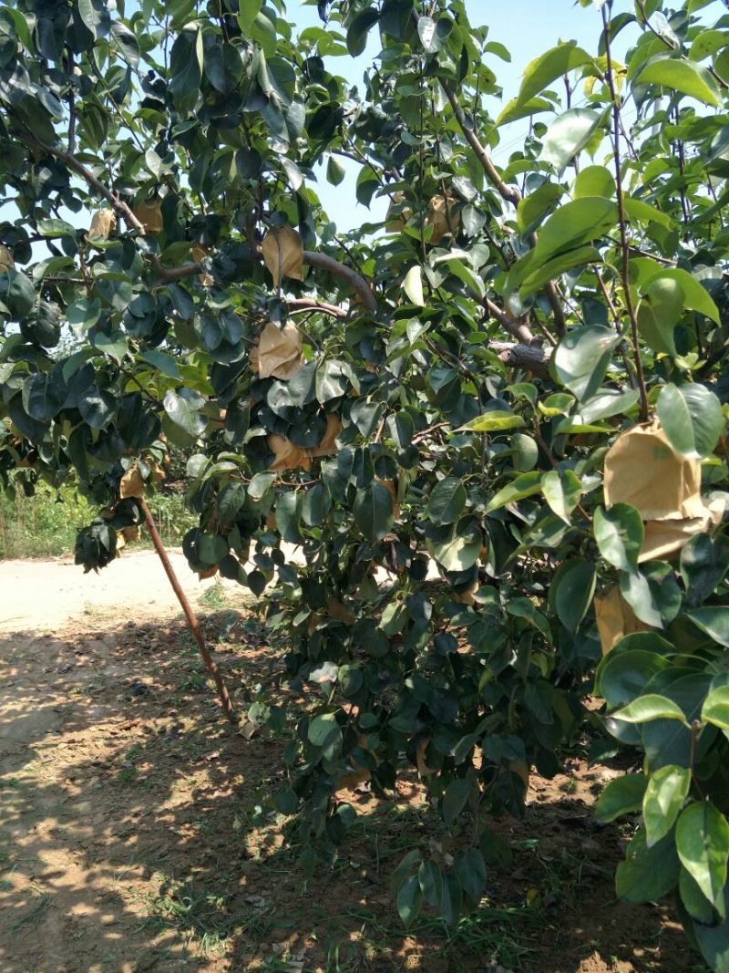 皇冠2018