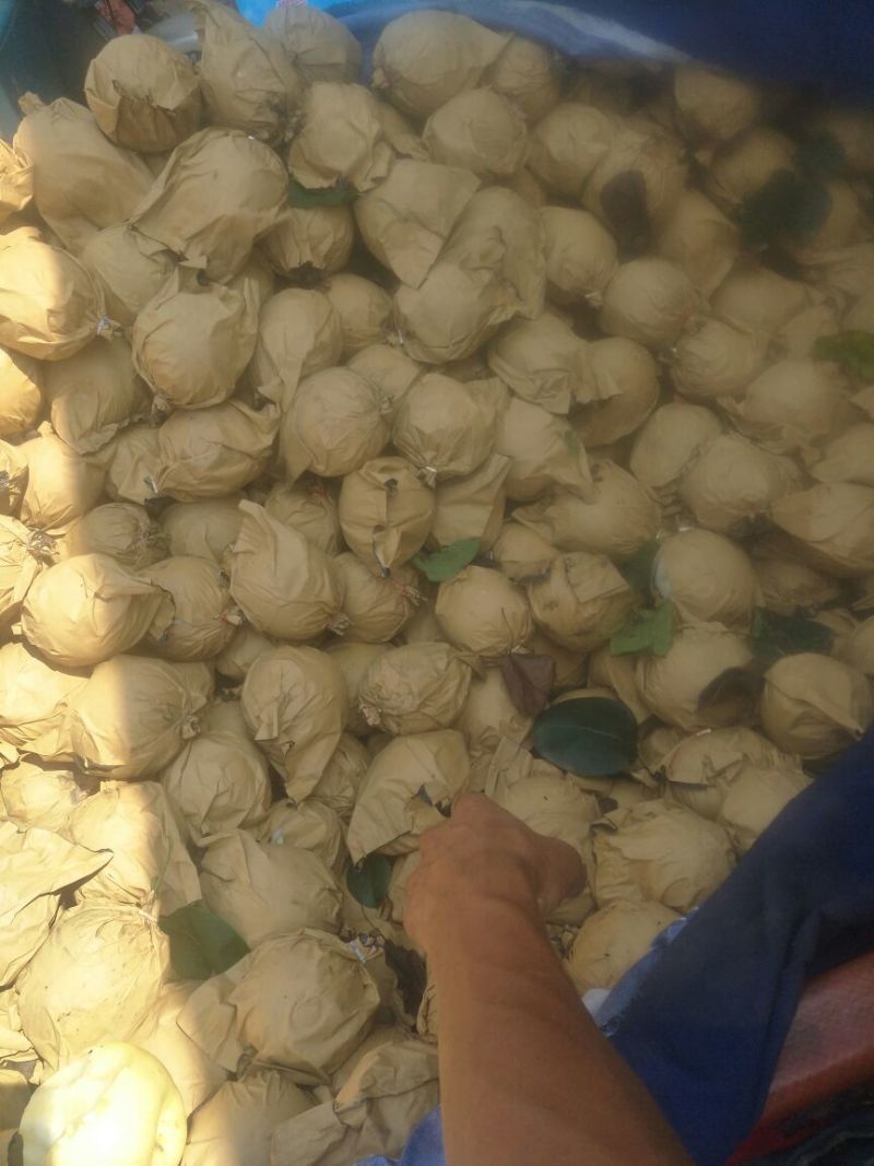 皇冠2018