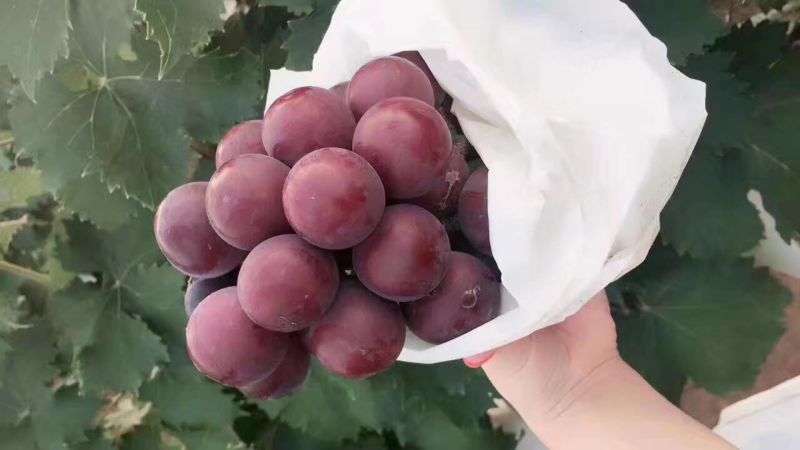 大穗大粒！！！