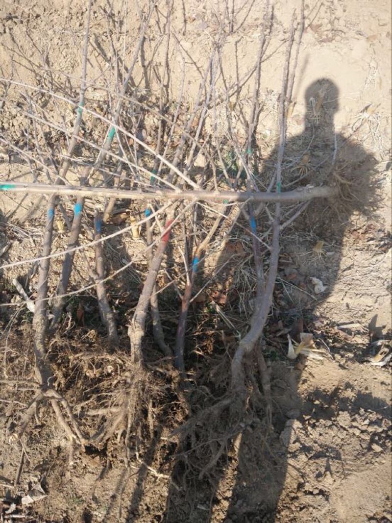 基地批发车厘子美早大美早成品樱桃树苗3年