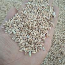 小麦批发甘肃玉门花海小麦批发小麦质量好面筋大