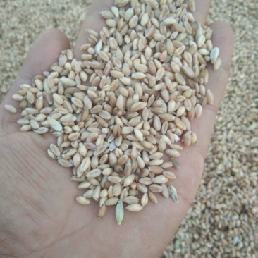 小麦批发甘肃玉门花海小麦批发小麦质量好面筋大