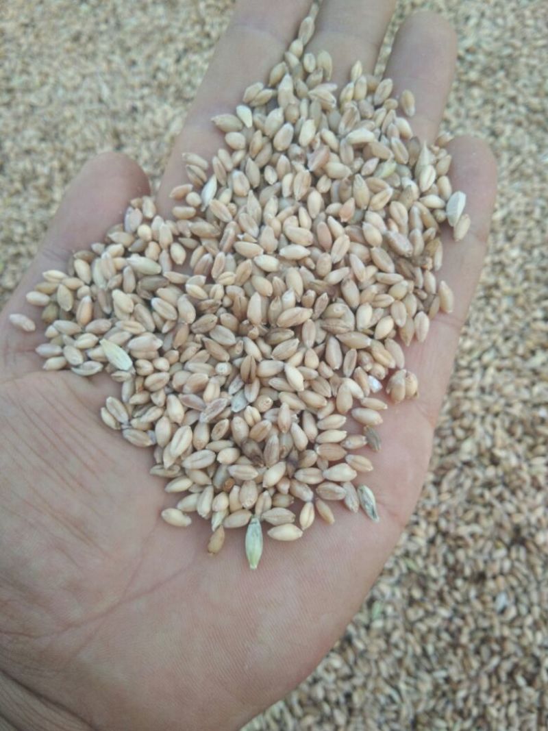 小麦批发甘肃玉门花海小麦批发小麦质量好面筋大