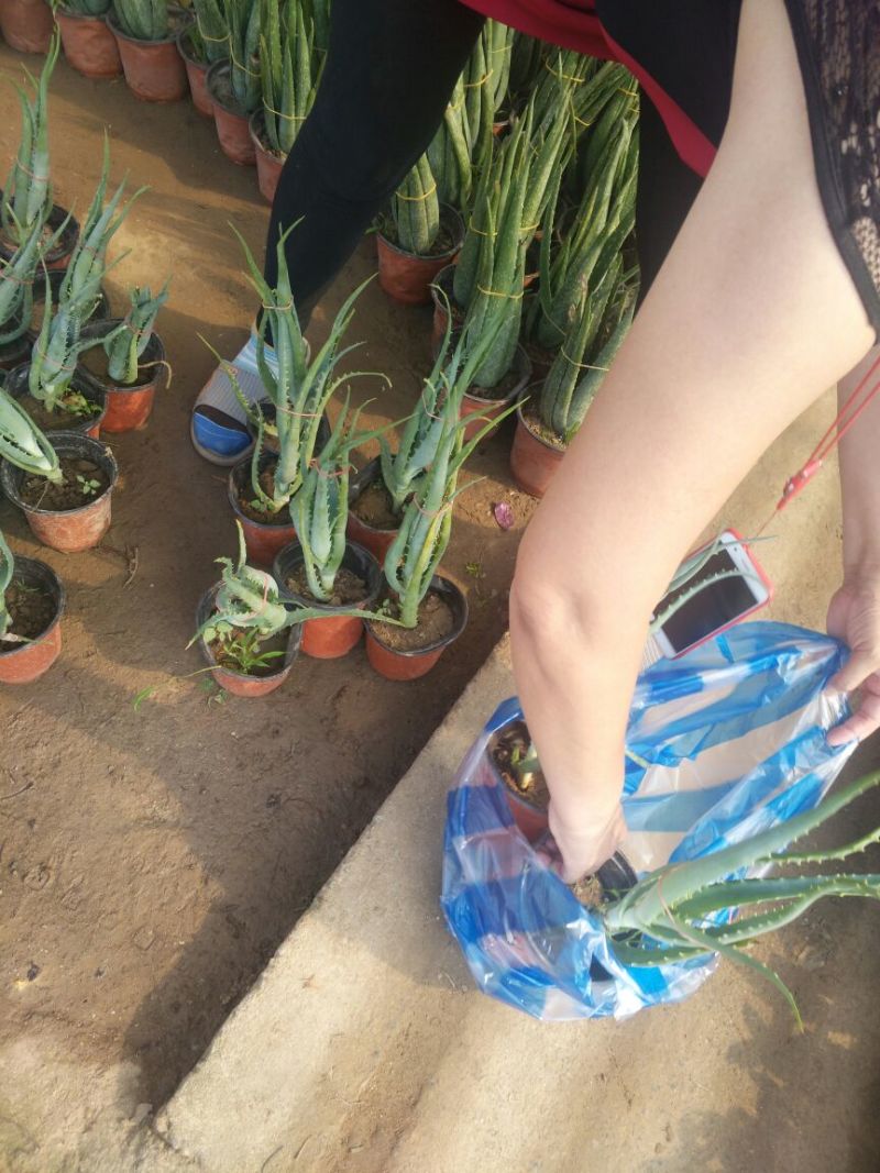 芦荟柱形包邮价格16元一颗带土发货！线上交易