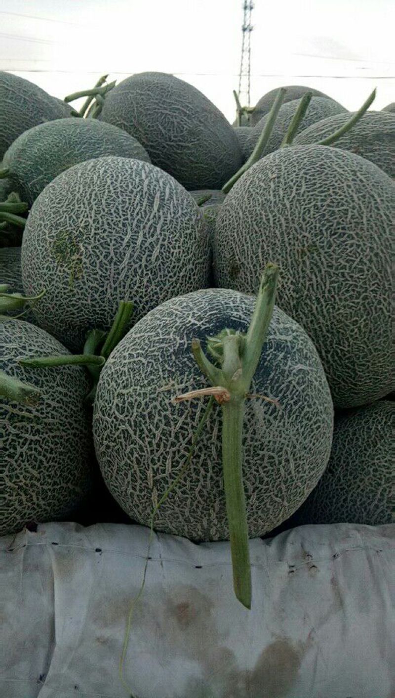 新疆哈蜜瓜西州蜜
