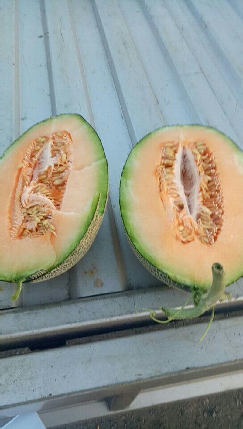 新疆哈蜜瓜西州蜜